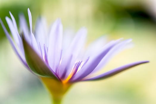 Lotus flower (Lotus, Water-lily, Tropical water-lily or Nymphaea nouchali) white and purple color, Naturally beautiful flowers in the garden