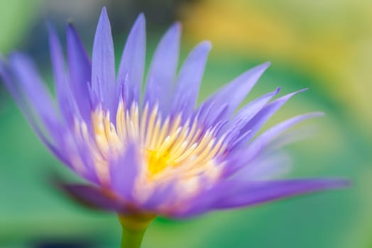 Lotus flower (Lotus, Water-lily, Tropical water-lily or Nymphaea nouchali) white and purple color, Naturally beautiful flowers in the garden