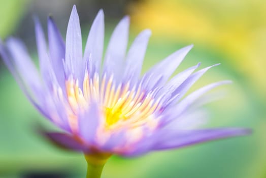 Lotus flower (Lotus, Water-lily, Tropical water-lily or Nymphaea nouchali) white and purple color, Naturally beautiful flowers in the garden