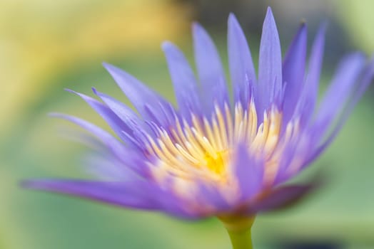 Lotus flower (Lotus, Water-lily, Tropical water-lily or Nymphaea nouchali) white and purple color, Naturally beautiful flowers in the garden