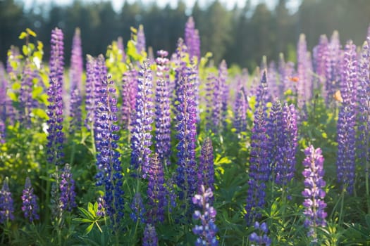 The field of wild multicolored lupinus flowers.Violet purple lupin in meadow. Colorful bunch of summer