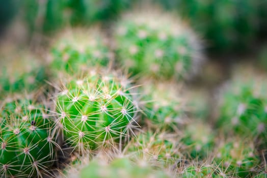 Cactus (Gymno ,Gymnocalycium) and Cactus flowers in cactus garden many size and colors popular use for decorative in house or flower shop