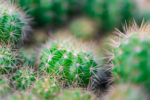 Cactus (Gymno ,Gymnocalycium) and Cactus flowers in cactus garden many size and colors popular use for decorative in house or flower shop