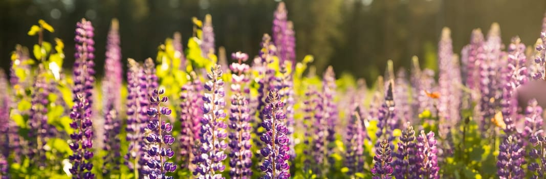 The field of wild multicolored lupinus flowers.Violet purple lupin in meadow. Colorful bunch of summer