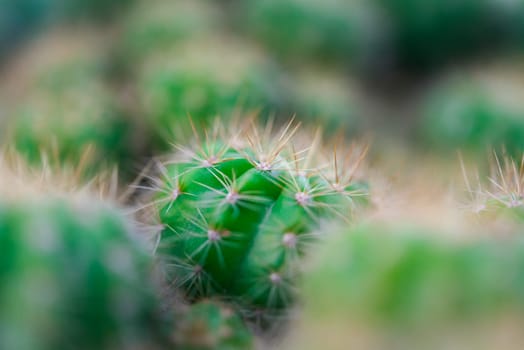 Cactus (Gymno ,Gymnocalycium) and Cactus flowers in cactus garden many size and colors popular use for decorative in house or flower shop