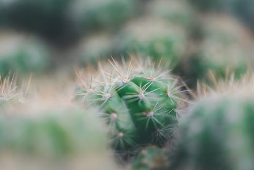 Cactus (Gymno ,Gymnocalycium) and Cactus flowers in cactus garden many size and colors popular use for decorative in house or flower shop