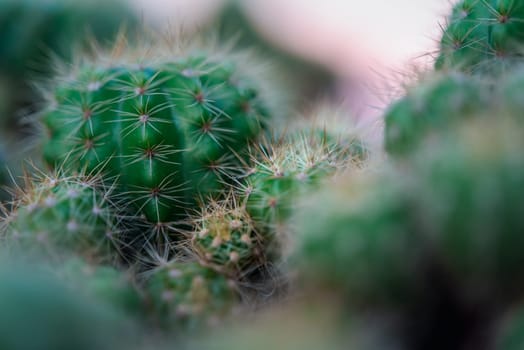 Cactus (Gymno ,Gymnocalycium) and Cactus flowers in cactus garden many size and colors popular use for decorative in house or flower shop