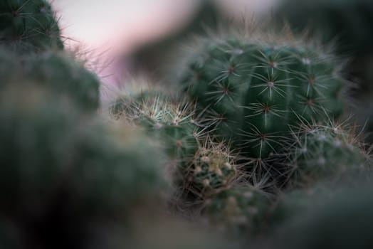 Cactus (Gymno ,Gymnocalycium) and Cactus flowers in cactus garden many size and colors popular use for decorative in house or flower shop