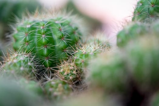 Cactus (Gymno ,Gymnocalycium) and Cactus flowers in cactus garden many size and colors popular use for decorative in house or flower shop