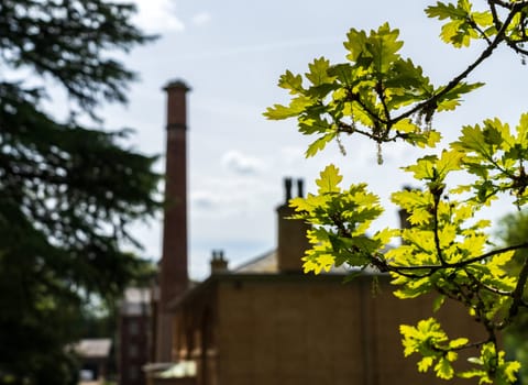 Exterior of restored cotton spinning and weaving mill in north of England with focus on oak leaf in the sunlight