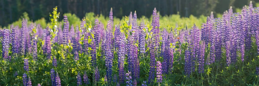 The field of wild multicolored lupinus flowers.Violet purple lupin in meadow. Colorful bunch of summer