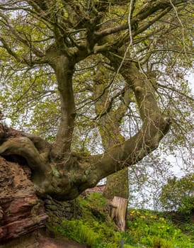 Twisted and gnarled old tree growing sideways out of sandstone rock face