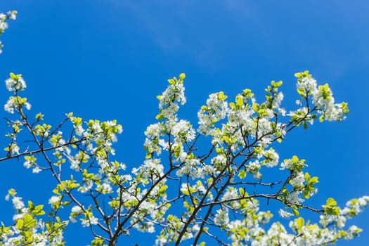Flowers of the cherry blossoms on a spring day