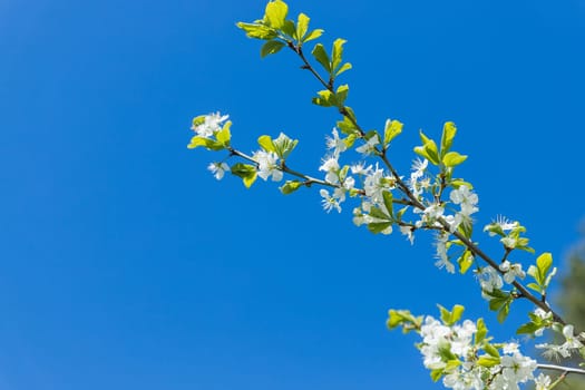 Flowers of the cherry blossoms on a spring day