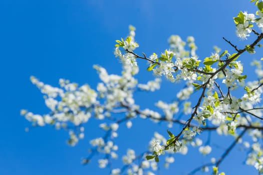 Beautiful cherry blossoms in the Japanese garden. Sakura garden.