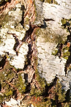 Birch Bark Texture coarse. tree wooden background