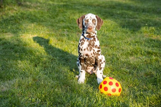 white dog playing with ball in the grass