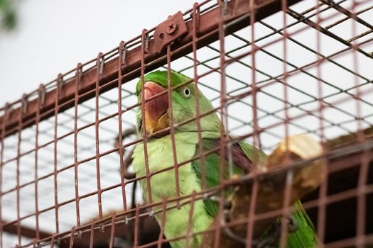Green parrot on a cell grate close up