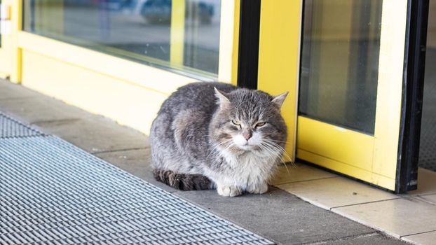 Gray homeless cat lies at the yellow door of the store