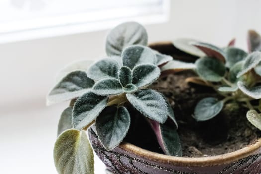 Home plant with green leaves on the windowsill close up