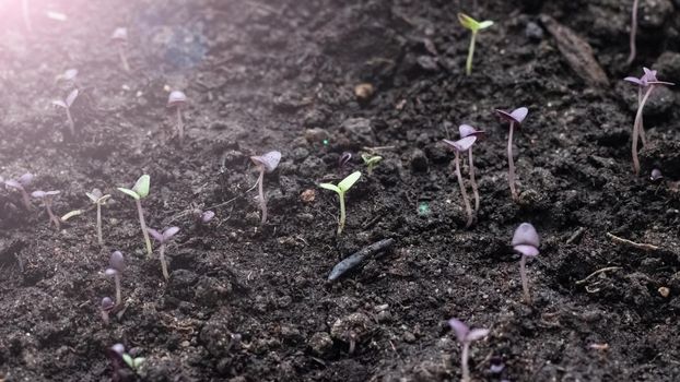 Small green sprouts of a plant in the ground in sunlight close up