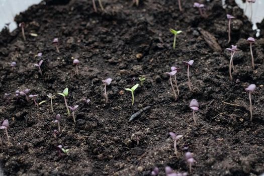 Small green sprouts of a plant in the ground close up