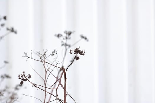 Last year's dried branches of grass on a white background, copy space