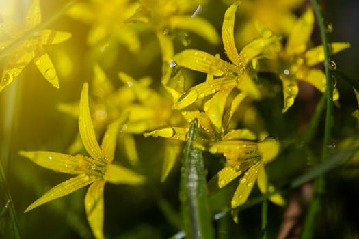 Yellow flowers grow on a flower bed in spring, beautiful light falls, place for text, selective focus, blurred background