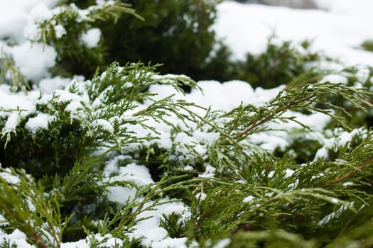 Snow on green branches of an evergreen bush