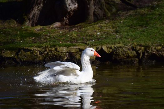 A white goose is swimming on a lake near the bank