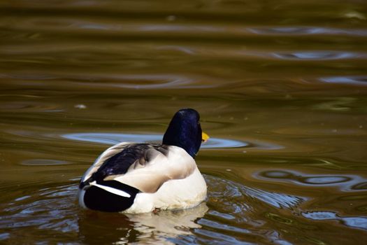 A male mallard duck is swimming on a lake