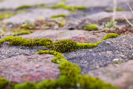 Green moss on a gray stones close up