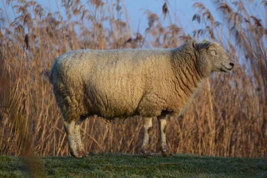 One white sheep is standing on a dike