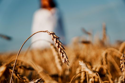 Wheat field. Focus on a mature ear. Woman in a white shirt on a blurred background. Blue sky, sunny summer day