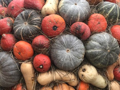 Colorful varieties of many pumpkins. Pumpkin background