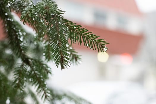Snow and water drops on spruce branches close up