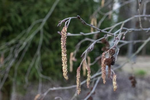 Long fluffy catkins on a tree branch in autumn