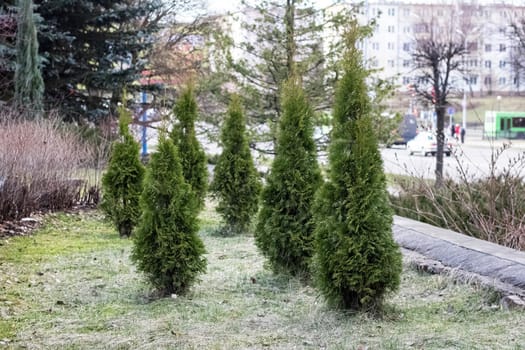 Thuja green bushes in the flowerbed near the building