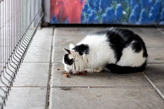 Black and white stray cat eats food on the sidewalk close up
