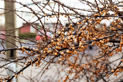 Orange autumn berries on the bare branches of a bush