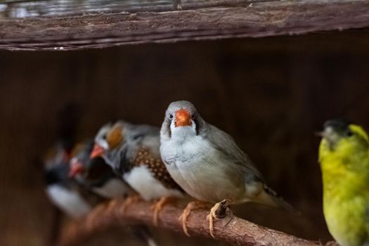Gray birds are sitting on a branch in a cage