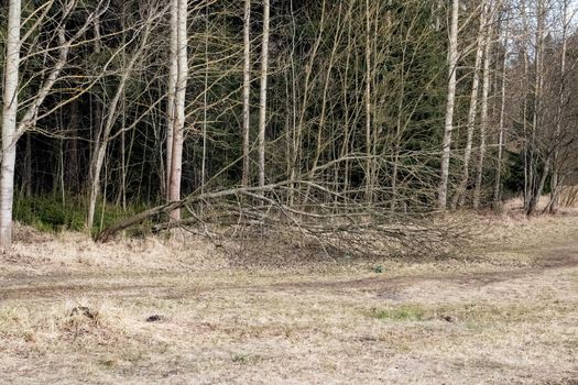 A tree felled by the wind near an autumn forest