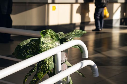 Leaves of a house plant on a railing in a public place