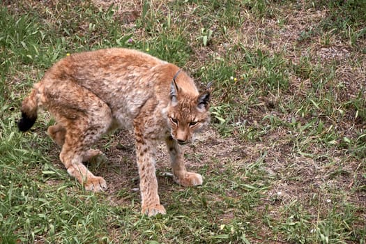 A lynx on the grass, watchful, feline. solitary, cats, no people, vegetation, green, grass front view not lying down