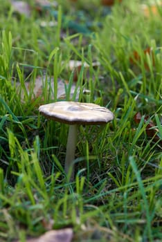 Unan Fungi mushroom on grass. Psilocybe cubensis.Front view , white, textures, blurred background