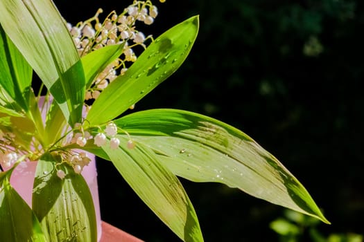 Bouquet of lilies of valley in vase on wooden table against background of green grass. Lily of valley.