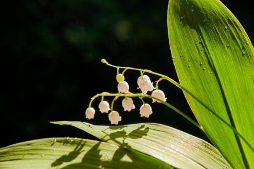 Bouquet of lilies of valley in vase on wooden table against background of green grass. Lily of valley.