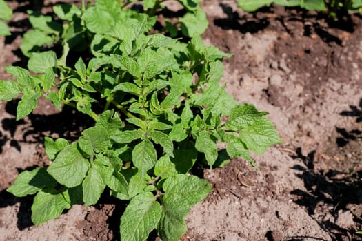 Young potato plant growing on the soil.Potato bush in the garden.Healthy young potato plant in organic garden.