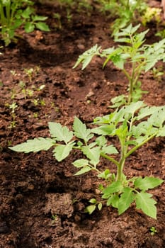 Close shot of a beautiful, healthy tomato seedling in a greenhouse. The concept of growing your vegetables in a greenhouse in your garden.