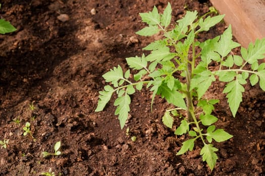 Close shot of a beautiful, healthy tomato seedling in a greenhouse. The concept of growing your vegetables in a greenhouse in your garden.
